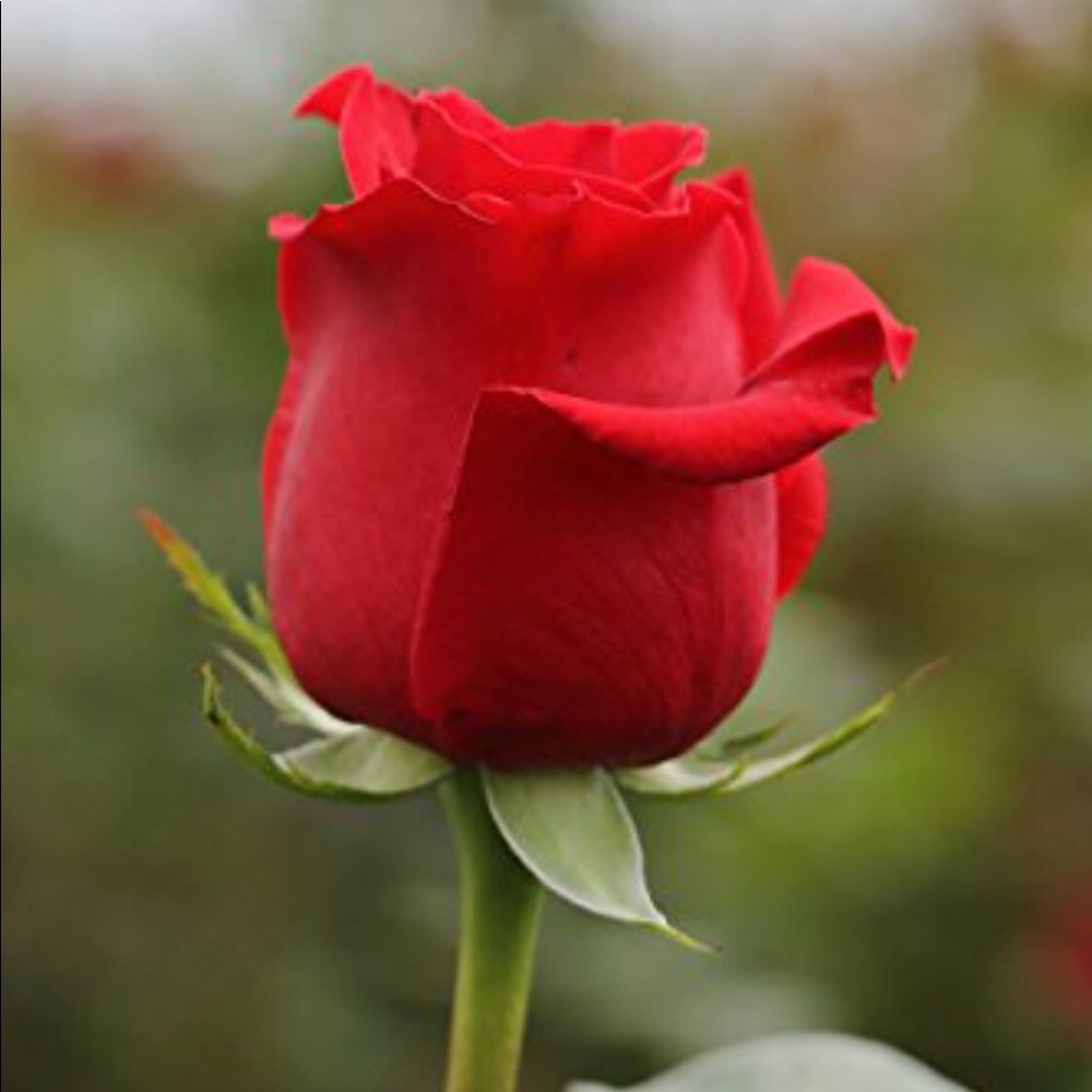 Meet your Posher, Rose